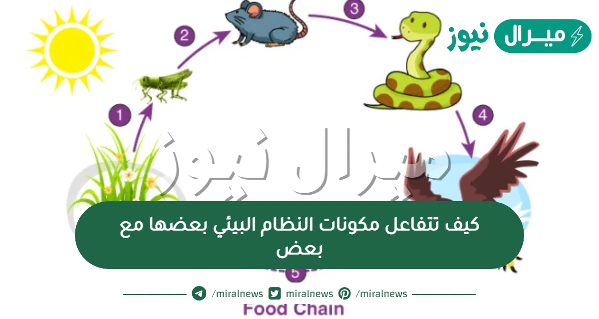 كيف تتفاعل مكونات النظام البيئي بعضها مع بعض