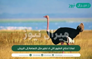 لماذا تحتاج الطيور التي لا تطير مثل النعامة إلى الريش