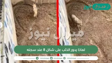 لماذا يدور الذئب على شكل 8 عند سجنه