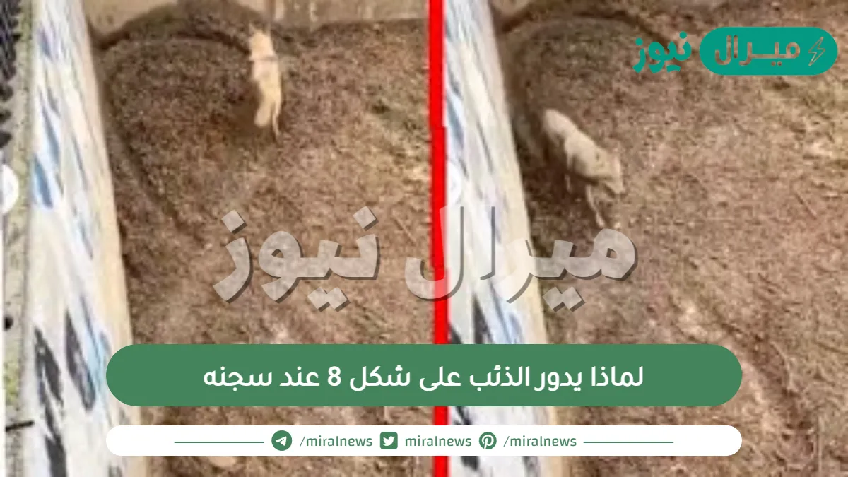لماذا يدور الذئب على شكل 8 عند سجنه