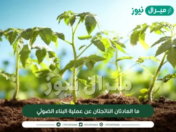 ما المادتان الناتجتان عن عملية البناء الضوئي