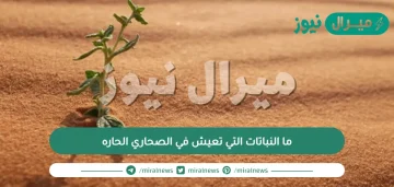 ما النباتات التي تعيش في الصحاري الحاره