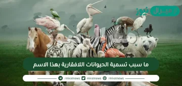 ما سبب تسمية الحيوانات اللافقارية بهذا الاسم