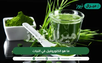 ما هو الكلوروفيل في النبات