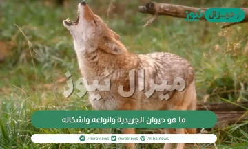 ما هو حيوان الجريدية وانواعه واشكاله