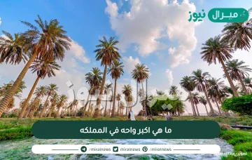 ما هي اكبر واحه في المملكه