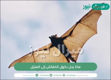 ماذا يدل دخول الخفاش إلى المنزل وهل له علاقة بالجن