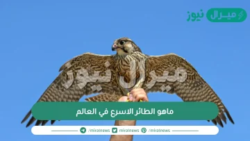 ماهو الطائر الاسرع في العالم