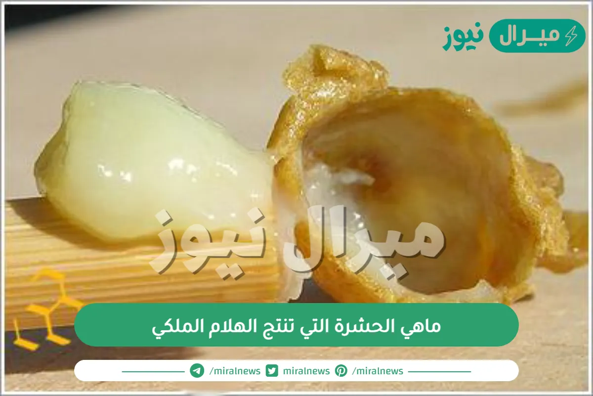 ماهي الحشرة التي تنتج الهلام الملكي