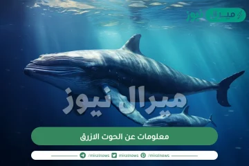 معلومات عن الحوت الازرق