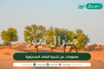 معلومات عن شجرة الغاف الصحراوية