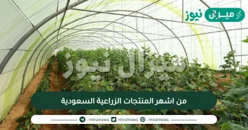 من اشهر المنتجات الزراعية السعودية