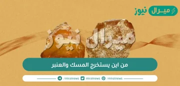 من اين يستخرج المسك والعنبر