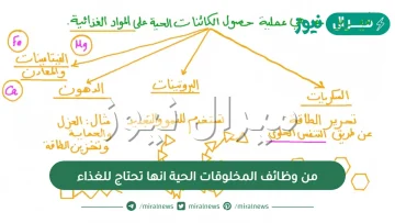 من وظائف المخلوقات الحية انها تحتاج للغذاء