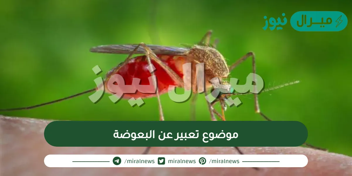 موضوع تعبير عن البعوضة للصف الرابع