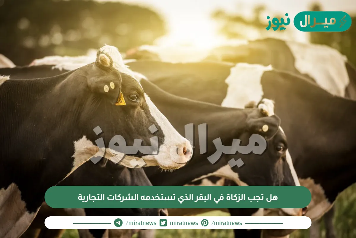 هل تجب الزكاة في البقر الذي تستخدمه الشركات التجارية