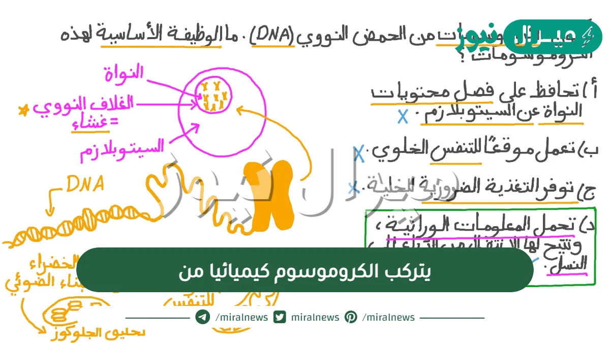 يتركب الكروموسوم كيميائيا من
