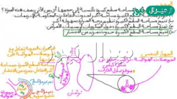 التراكيب التي تحدث بينها وبين الشعيرات الدموية عملية تبادل الغازات هي