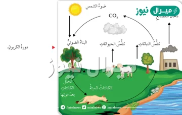 اي مما يلي يصف انتقال الطاقة في النظام البيئي