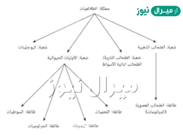 بحث عن الطلائعيات في علم الاحياء