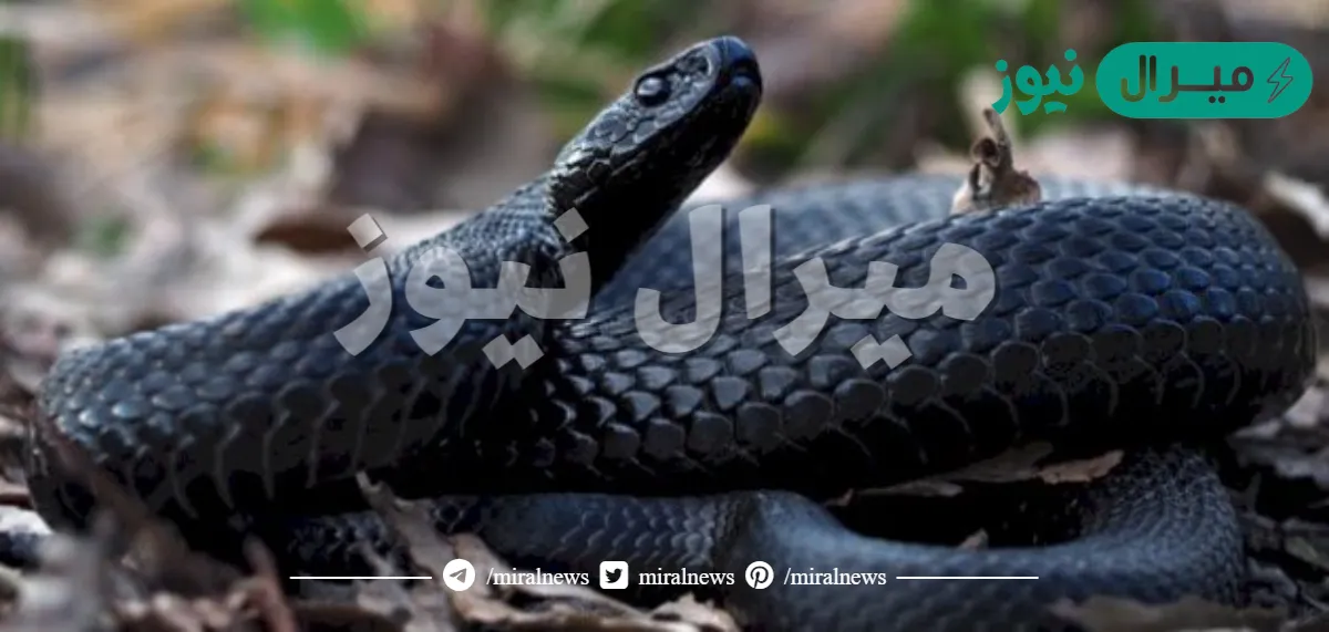 تفسير الثعبان الاسود في المنام لابن سيرين