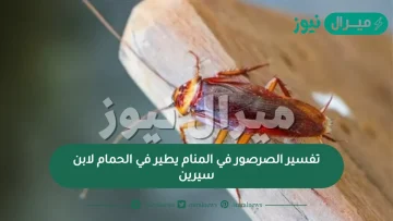 تفسير الصرصور في المنام يطير في الحمام لابن سيرين