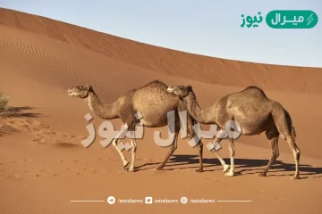 تفسير حلم الابل تطاردني في المنام لابن سيرين