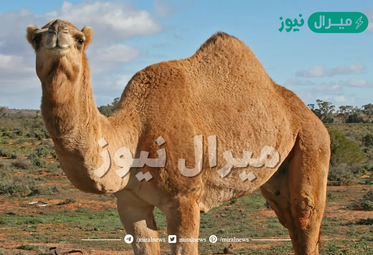 تفسير حلم الابل في المنام لابن سيرين