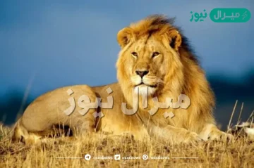 تفسير حلم الاسد في المنام لابن سيرين