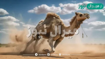 تفسير حلم الجمل يلاحقني في المنام لابن سيرين