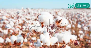 تفسير حلم جمع القطن في المنام لابن سيرين