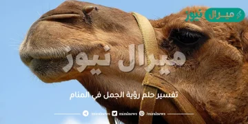 تفسير حلم رؤية الجمل في المنام