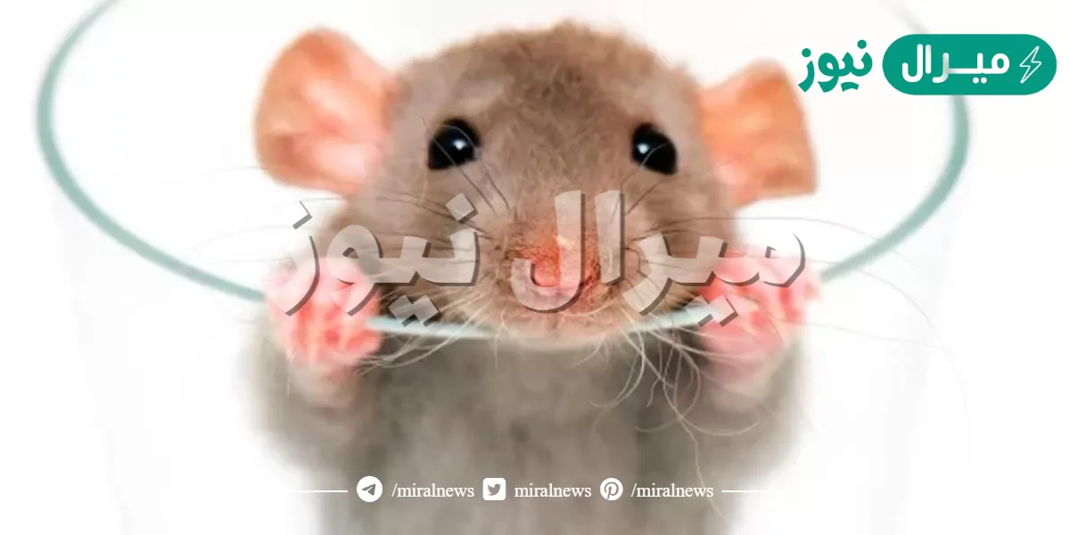تفسير رؤية الجرذ في المنام لابن سيرين .. الجرذان في المنام