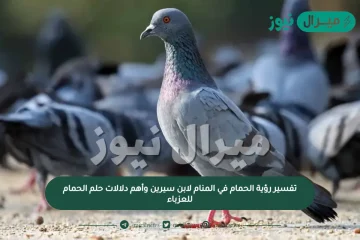 تفسير رؤية الحمام في المنام لابن سيرين وأهم دلالات حلم الحمام للعزباء