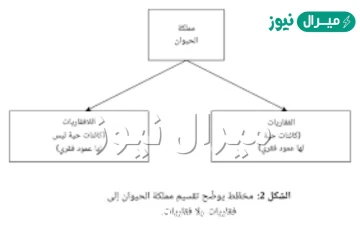 جميع الطيور والثدييات لها عمود فقري وتنتج الحليب