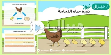 دورة حياة الدجاجة بالصور للاطفال