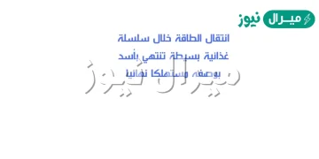 صف انتقال الطاقة خلال سلسلة غذائية بسيطة تنتهي بأسد بوصفه مستهلكا نهائيا