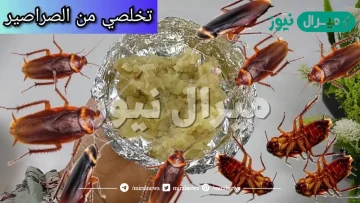 بجنية واحد.. عجينة الصراصير الجبارة للتخص من الصراصير والنمل وجميع الحشرات فى دقيقة واحدة من اول مرة وللابد