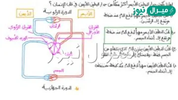 علل وجود حاجز عضلي بين القسم الايمن والايسر في القلب