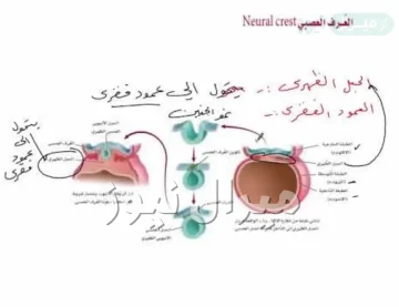 فسر لماذا يعد العرف العصبي صفة مهمة للفقاريات