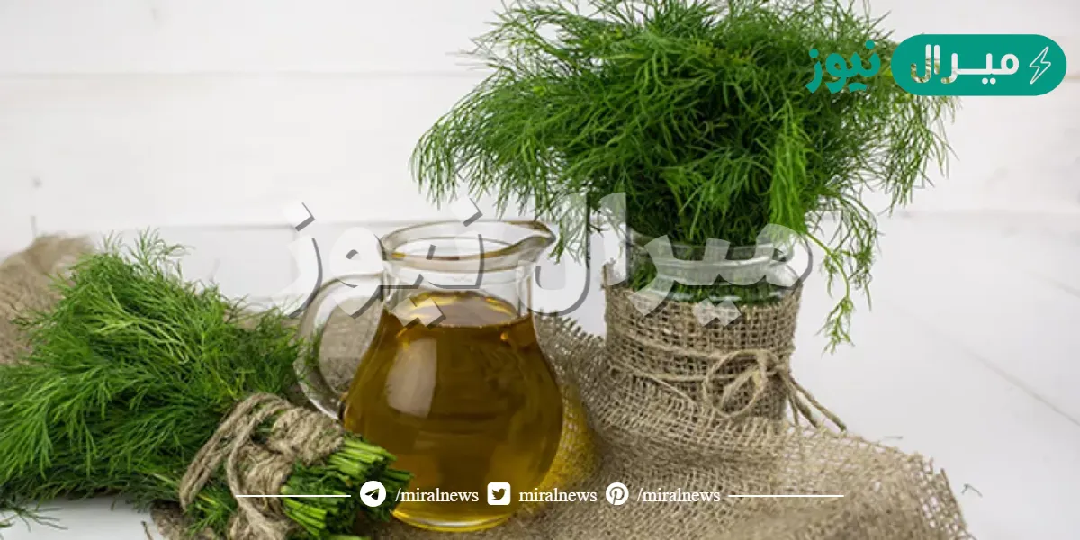فوائد تناول عشبة الشبت المغلية علي الريق.. اعجاز طبي ونتائج مذهلة عند تناولها يوميا لمدة 7 أيام