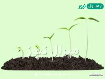 كيف تنتج الازهار نباتات جديدة