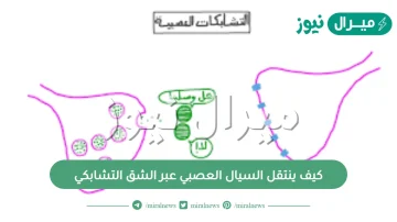 كيف ينتقل السيال العصبي عبر الشق التشابكي