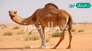 لماذا يدفن الجمل في الرمال