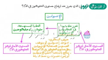 ما الذي يحدث للجلوكوز في الكلية