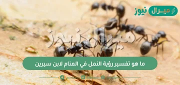 ما هو تفسير رؤية النمل في المنام لابن سيرين