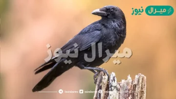 معلومات عن الغراب مدهشة