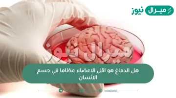 هل الدماغ هو اقل الاعضاء عظاما في جسم الانسان