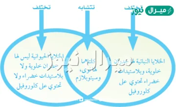 هل يمكن ان يتكون المخلوق الحي من خليه واحده