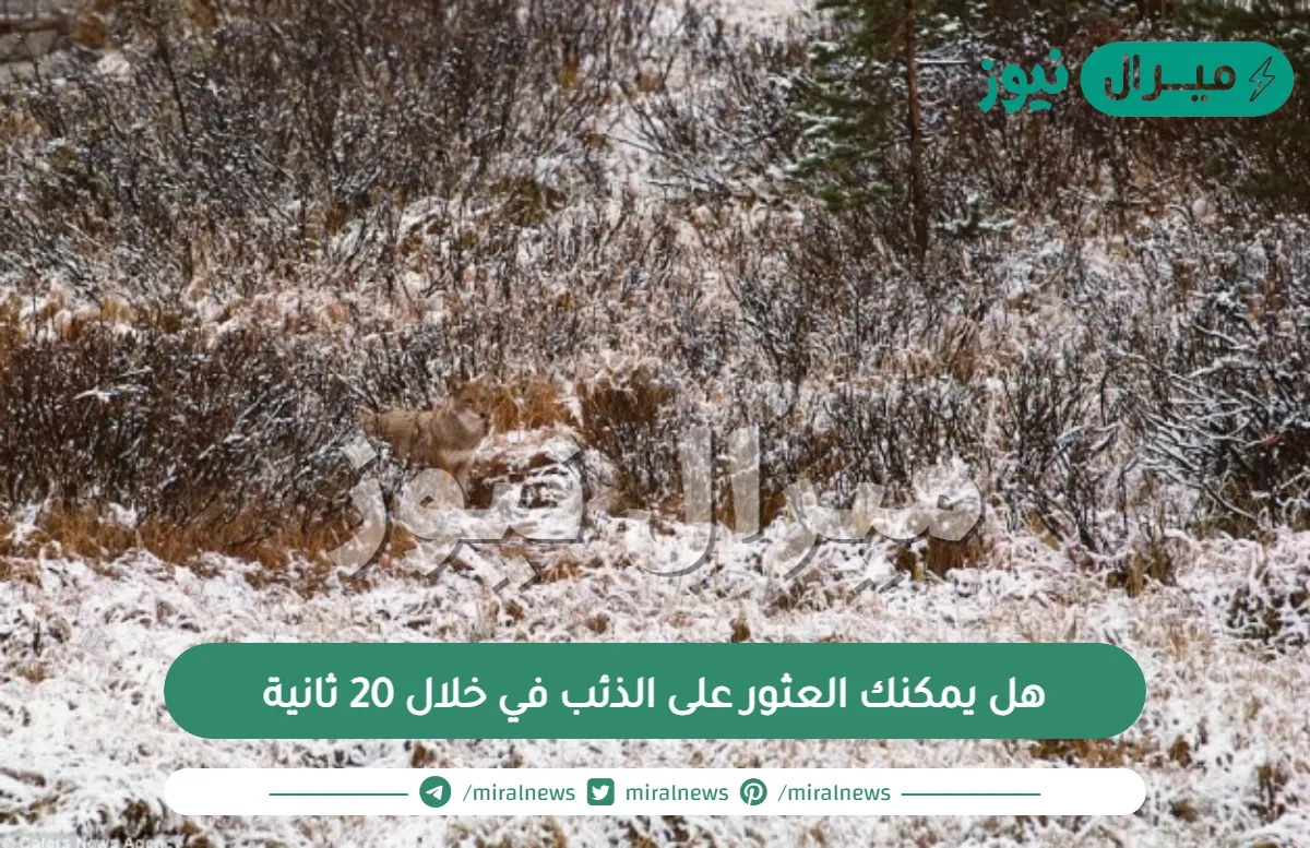 وهم بصري| هل يمكنك العثور على الذئب في خلال 20 ثانية